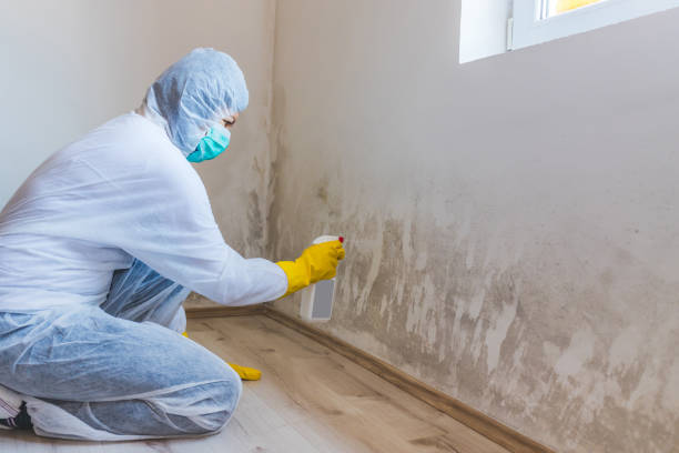 Licensed Mold Remediation service in Hallandale, FL - WQB Mold Removal